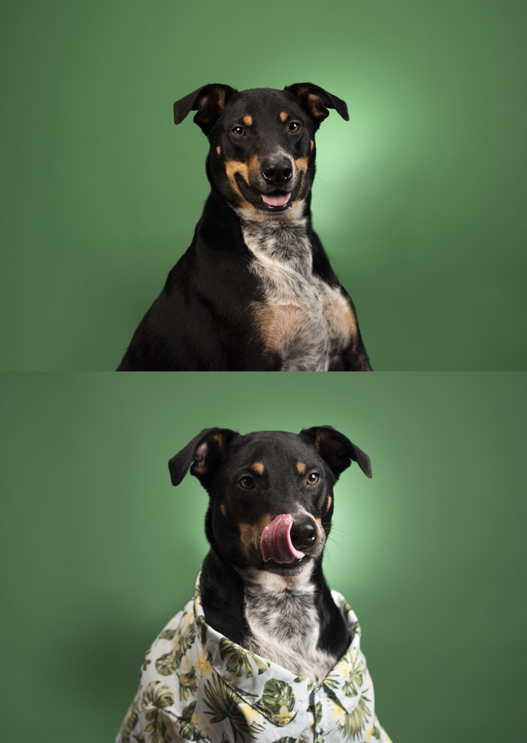 Dingo2